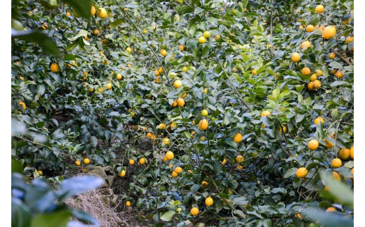 [和歌山県産] (7kg)完熟レモン!皮までご使用いただける低農薬栽培!