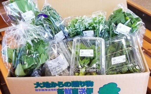 旬の採れたて 野菜 産地直送 定期便 年4回(9月・12月・2月・5月)