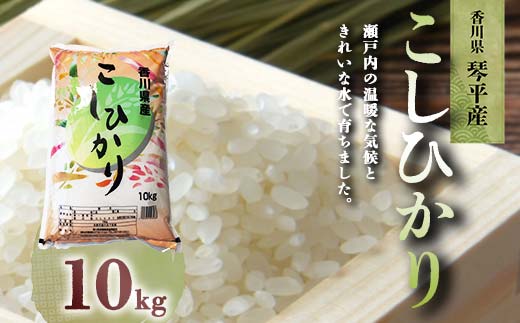 令和6年度産 新米 香川県琴平産コシヒカリ 10kg 《入金後2週間以内に発送》 銘柄米 ブランド米 国産 こしひかり コシヒカリ 米 精米 お米 ライス ギフト 贈り物 四国 F5J-602