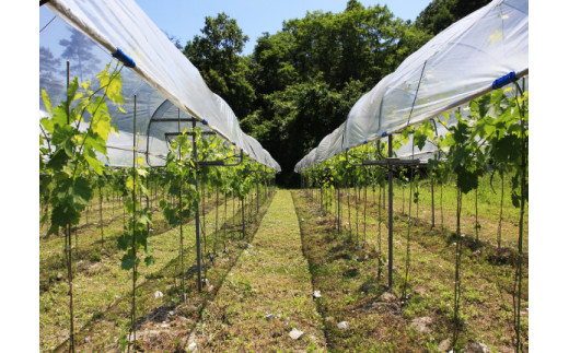 石灰岩がゴロゴロした岩だらけの荒れ地を開墾した畑「宮ノ峠」。赤ワイン品種を栽培。