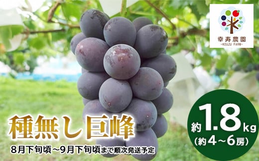 [No.5657-3792]種無し巨峰 約1.8kg（約4～6房）《幸寿農園》■2024年発送■※8月下旬頃～9月下旬頃まで順次発送予定