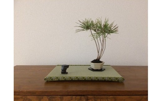 ※写真はイメージです。盆栽、小物は付属しません。盆栽各種もお礼の品として取り揃えておりますので、併せてご検討ください。