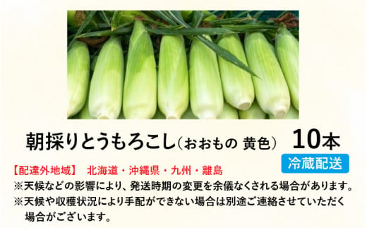 【数量限定】【１週間～10日で発送】とうもろこし 10本 おおもの 黄色 朝採れ｜おすすめ 人気 保存 美味しい ランキング 福井 福井県 トウモロコシ トウキビ 野菜 冷蔵 夏野菜 セット ギフト 旬 有機肥料使用