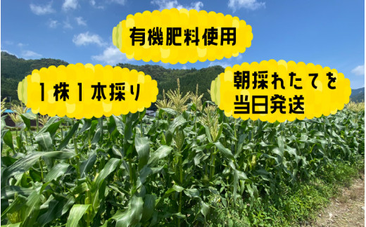 【数量限定】【１週間～10日で発送】とうもろこし 10本 おおもの 黄色 朝採れ｜おすすめ 人気 保存 美味しい ランキング 福井 福井県 トウモロコシ トウキビ 野菜 冷蔵 夏野菜 セット ギフト 旬 有機肥料使用