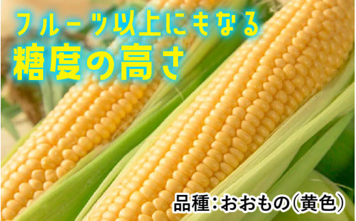 【数量限定】【１週間～10日で発送】とうもろこし 10本 おおもの 黄色 朝採れ｜おすすめ 人気 保存 美味しい ランキング 福井 福井県 トウモロコシ トウキビ 野菜 冷蔵 夏野菜 セット ギフト 旬 有機肥料使用