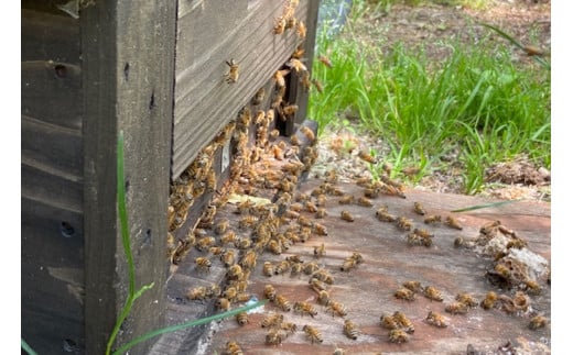 菊常養蜂園 季節限定 はちみつ おまかせセレクト6個入【遠野 伝承園】 国産 遠野産 非加熱 蜂蜜 純粋 食べ比べ ハチミツ