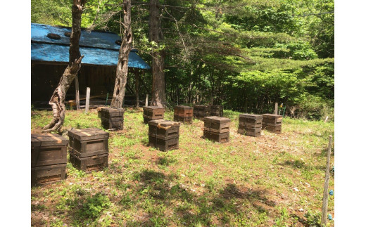 菊常養蜂園 季節限定 はちみつ おまかせセレクト6個入【遠野 伝承園】 国産 遠野産 非加熱 蜂蜜 純粋 食べ比べ ハチミツ