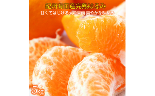 果肉ぷりぷり!完熟はるみ　５ｋｇ【2025年2月上旬頃～2025年2月下旬頃に順次発送】【UT22】