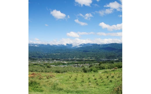 りんごワイン2本セット ふじ＆紅玉 長野県 信州 南信州 高森町 リンゴ お酒 アルコール フルーツワイン 信州まし野ワイン