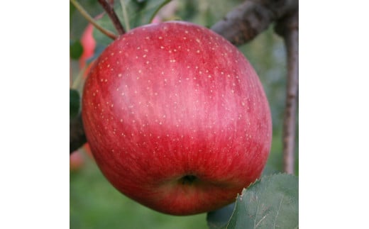 りんごワイン2本セット ふじ＆紅玉 長野県 信州 南信州 高森町 リンゴ お酒 アルコール フルーツワイン 信州まし野ワイン