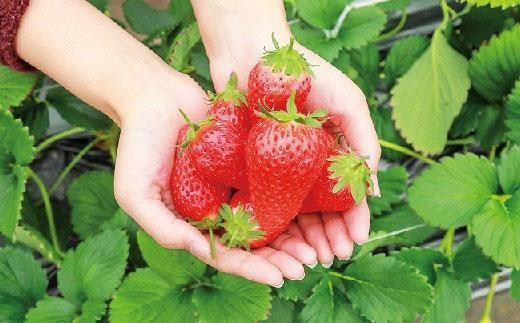 【先行予約】いちご みさひめ 三朝町産 贈答用 デラックス大 ( 12粒 または 15粒×2ケース )