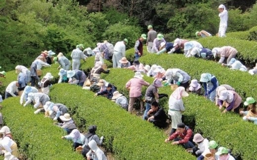 朝宮茶・信楽焼煎茶器セット（煎茶・信楽焼）