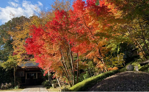 体験チケット 森の小さな「禅」体験 坐禅 お茶席 写経 鍼灸 赤磐市 安禅寺