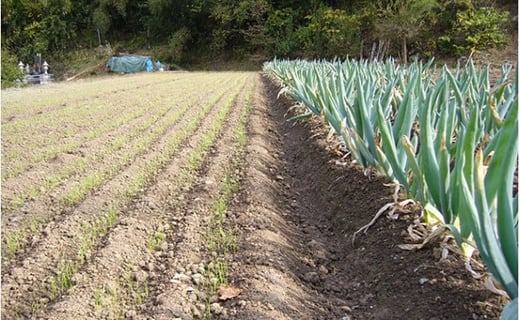 下仁田町特産「下仁田ねぎ」Ｌサイズ 24本 大箱 とろける 甘い ねぎ ネギ 王様ねぎ 特産 栄養たっぷり ブランド 上州ねぎ すきやき F21K-018