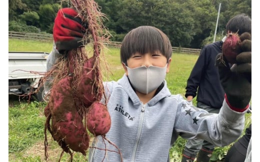 56-06 生芋10kg　S～Lサイズ混合 1箱【サツマイモ さつま芋 さつまいも 芋 いも 野菜  紅はるか 茨城県 阿見町 阿見 15000円以内】