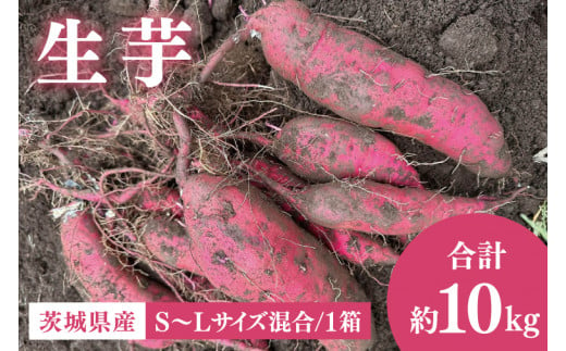 56-06 生芋10kg　S～Lサイズ混合 1箱【サツマイモ さつま芋 さつまいも 芋 いも 野菜  紅はるか 茨城県 阿見町 阿見 15000円以内】