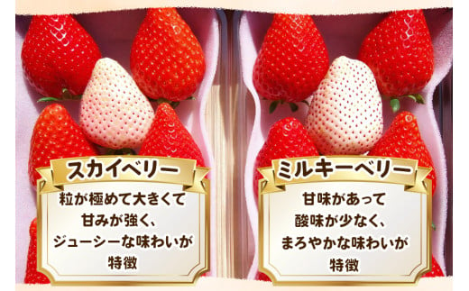 大粒スカイベリー 白いちごミルキーベリー 食べ比べセット《12月中旬より順次発送》｜いちご 苺 イチゴ フルーツ 果物 産地直送 [0568]