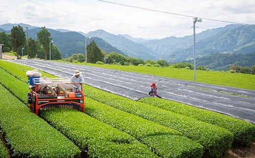 堀江銘茶園 深蒸し茶80g×10袋セット