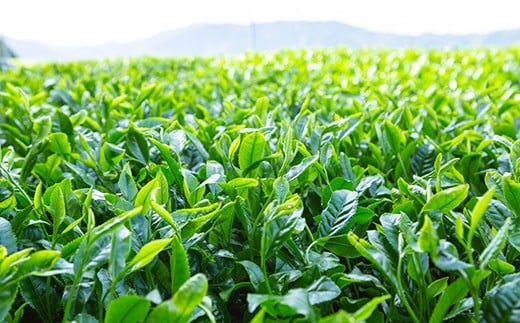 堀江銘茶園 深蒸し茶80g×10袋セット