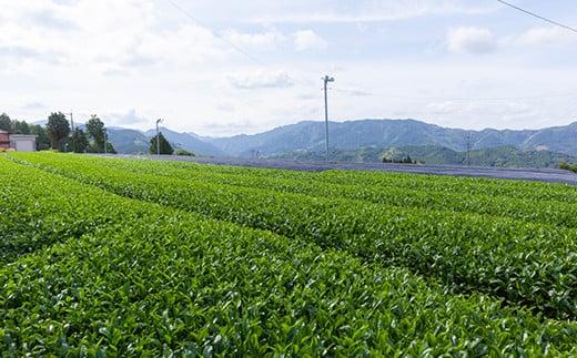 堀江銘茶園 深蒸し茶80g×10袋セット