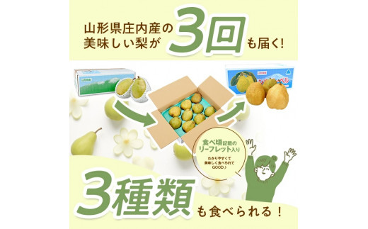 SE0349　【3回定期便】庄内産 洋梨3種味比べ定期便2025 (洋梨〔品種おまかせ〕 、ラ・フランス、シルバーベル/各約3kg)