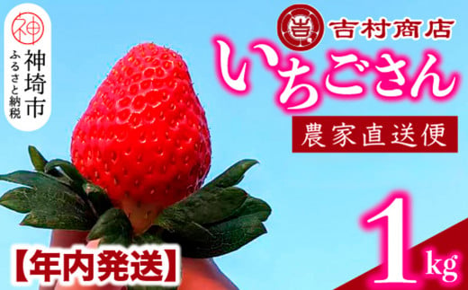 【年内に届く！令和6年12月中に順次発送】 いちごさん 4パック 約1kg 【年内発送 大玉 いちご 苺 いちごさん 農家発送 朝採れ 甘い お菓子作り フルーツ 約1kg 平詰め】(H098101)