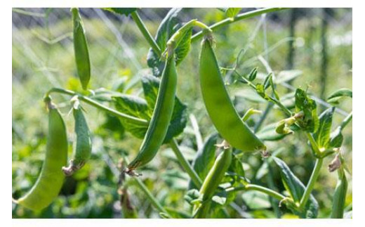 農園はなうた お野菜収穫体験券 5名様まで