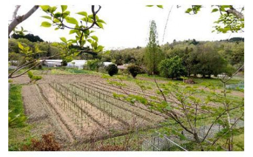 農園はなうた お野菜収穫体験券 5名様まで