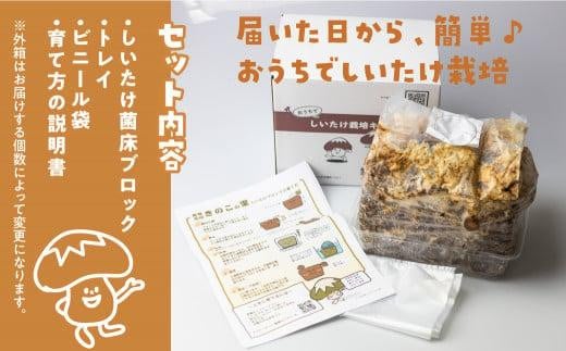 菌床椎茸栽培キット 2個セット | しいたけ シイタケ 椎茸 栽培キット 栽培 菌床 しいたけ菌 椎茸菌 夏休み 自由研究 飛騨高山きのこの里 GK004