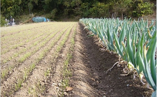 下仁田町特産「下仁田ねぎ」 LLサイズ 21本 大箱 とろける 甘い ねぎ ネギ 王様ねぎ 特産 栄養たっぷり ブランド 上州ねぎ すきやき F21K-017