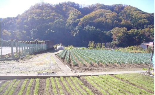 下仁田町特産「下仁田ねぎ」 LLサイズ 21本 大箱 とろける 甘い ねぎ ネギ 王様ねぎ 特産 栄養たっぷり ブランド 上州ねぎ すきやき F21K-017