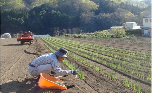 下仁田町特産「下仁田ねぎ」 LLサイズ 21本 大箱 とろける 甘い ねぎ ネギ 王様ねぎ 特産 栄養たっぷり ブランド 上州ねぎ すきやき F21K-017