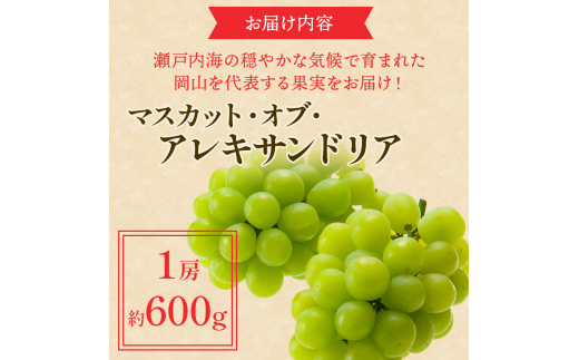 ぶどう 2024年 先行予約 マスカット ・オブ・アレキサンドリア 約600g×1房 ブドウ 葡萄  岡山県産 国産 フルーツ 果物 ギフト