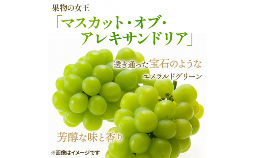 ぶどう 2024年 先行予約 マスカット ・オブ・アレキサンドリア 約600g×1房 ブドウ 葡萄  岡山県産 国産 フルーツ 果物 ギフト