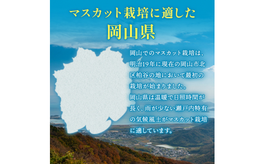 ぶどう 2024年 先行予約 マスカット ・オブ・アレキサンドリア 約600g×1房 ブドウ 葡萄  岡山県産 国産 フルーツ 果物 ギフト