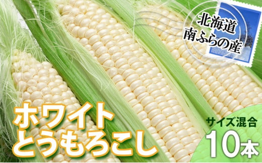 とうもろこし 北海道 朝採り トウモロコシ ホワイト 10本 サイズ混合 南ふらの産 ホワイトコーン 産地直送 旬 野菜 旬の野菜 コーン とうきび トウキビ 夏野菜 夏 2025年発送