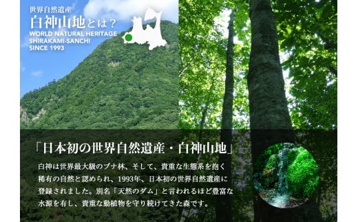 白神山地の水500ml×24本 年2回お届け！！定期便 ナチュラルウォーター 飲料水 軟水 超軟水 非加熱 弱酸性 湧水 湧き水 水 ウォーター ペットボトル 青森県 鰺ヶ沢町 国産