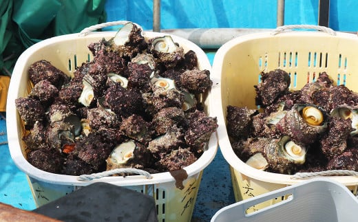 鴨川の荒海で育った天然サザエは、引き締まった身とコリコリとした食感、磯の風味がお楽しみいただけます。