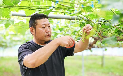 ≪2025年先行予約≫山形県 高畠町産 シャインマスカット 満杯箱詰 2kg(3〜4房) 2025年9月中旬から順次発送 ぶどう ブドウ 葡萄 マスカット 大粒 種なし 高級 くだもの 果物 フルーツ 秋果実 産地直送 農家直送 数量限定 F20B-118