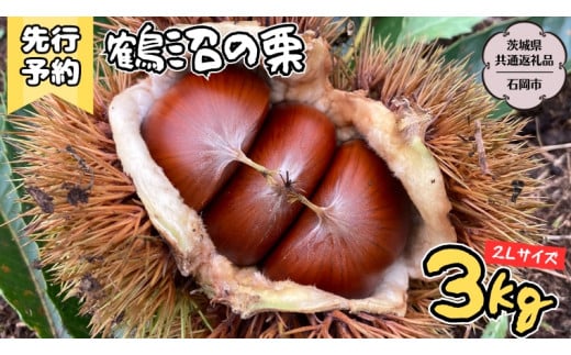 【2025年9月上旬発送開始】鶴沼 の 栗 3kg (茨城県共通返礼品／石岡市) 和栗 国産栗 くり 栗 生栗 オーガニック肥料 果じゅまる園 先行予約 [DQ003sa]