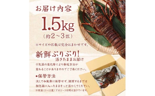 天然伊勢海老1.5kg（サイズ・匹数おまかせ）甲殻類 エビ アウトドア キャンプ 海鮮BBQ【R00676】