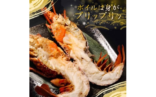 天然伊勢海老1.5kg（サイズ・匹数おまかせ）甲殻類 エビ アウトドア キャンプ 海鮮BBQ【R00676】