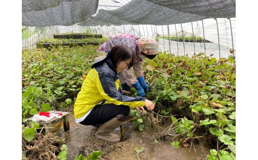 遠野旅の産地直売所 旅行券 30,000円分 秋冬用 岩手県 遠野市 ツアー 宿泊 食事 ギフト 紙券 体験 アクティビティ チケット