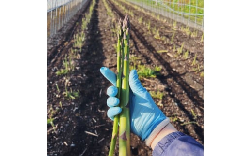 ＜2026年発送＞富良野産　ハウス栽培グリーンアスパラガス(2Lサイズ) 1kg【1360781】