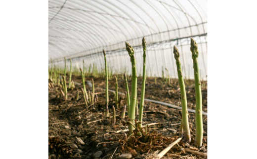 ＜2026年発送＞富良野産　ハウス栽培グリーンアスパラガス(2Lサイズ) 1kg【1360781】