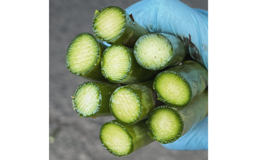 ＜2026年発送＞富良野産　ハウス栽培グリーンアスパラガス(2Lサイズ) 1kg【1360781】