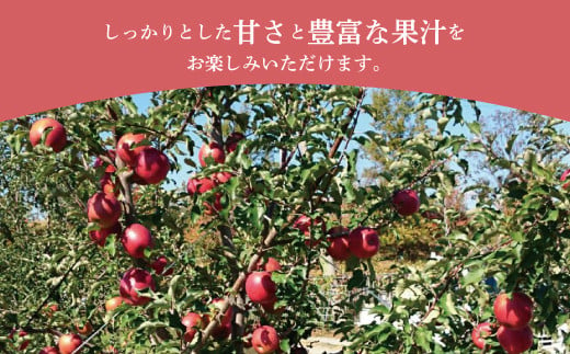 [5657-2680]信州りんご「あいかの香り」 約5kg (約11～20玉) 《市川ファーム》■2024年発送■※10月中旬頃～11月下旬頃まで順次発送予定