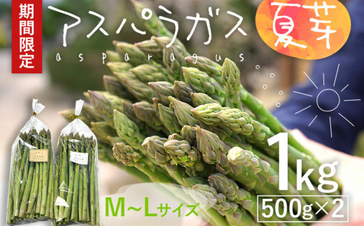 予約受付  アスパラガス 夏芽 M~Lサイズ 1kg（500g×2） 野菜  2024年6月～8月頃に順次発送  福岡県 福岡 九州 グルメ お取り寄せ