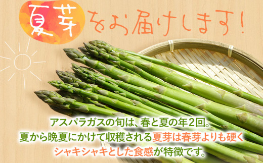 予約受付  アスパラガス 夏芽 M~Lサイズ 1kg（500g×2） 野菜  2024年6月～8月頃に順次発送  福岡県 福岡 九州 グルメ お取り寄せ