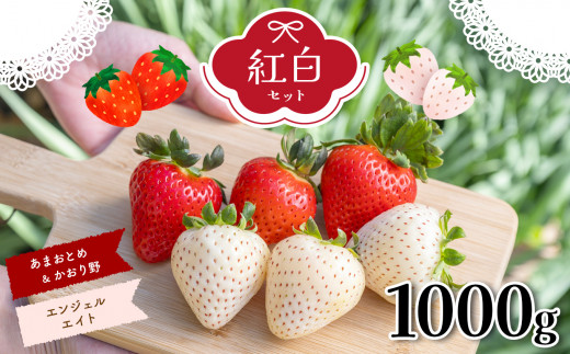 天使のいちご エンジェルエイト & かおり野 & あまおとめ 紅 白いちご 約1000g セット | フルーツ 果物 くだもの 苺 いちご イチゴ 白苺 熊本県 玉名市